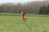 BERGER ALLEMAND 1089